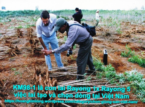 Hình ảnh này không có thuộc tính alt; tên tập tin này là km98-1-cassava-breeding-in-viet-nam-1.jpg